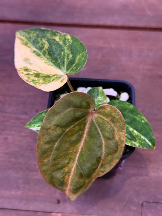Anthurium (Papillilaminum Var x Dressleri) x (SKG Pink Lemonade x RC)
