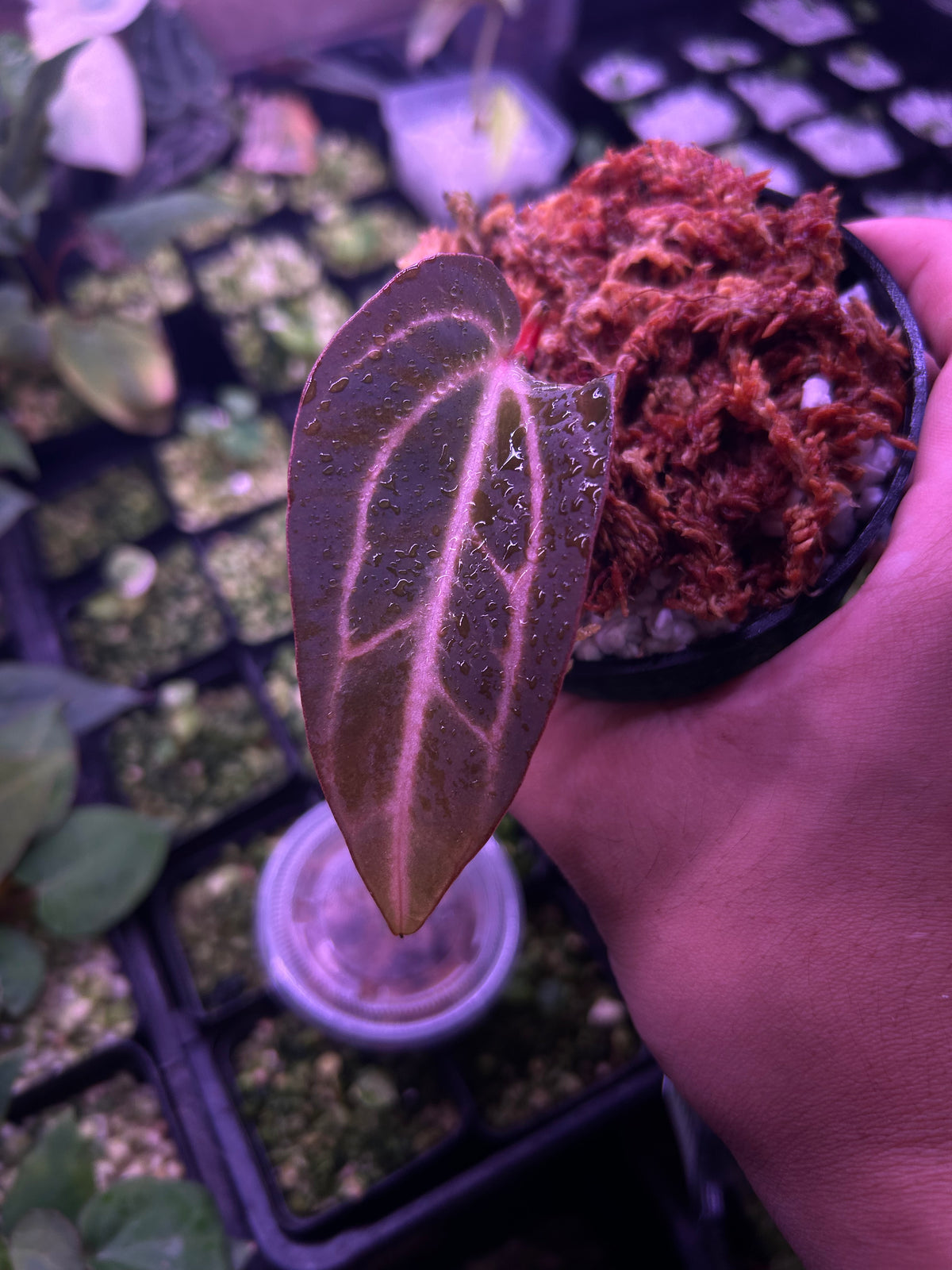 Blister Variegated Michelle x Carlablackie- Clone