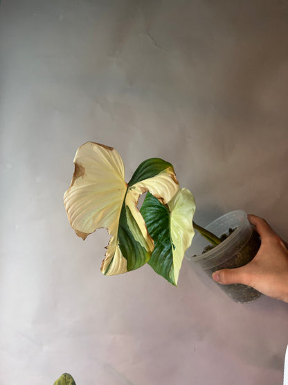 Philodendron Pastazanum Albo