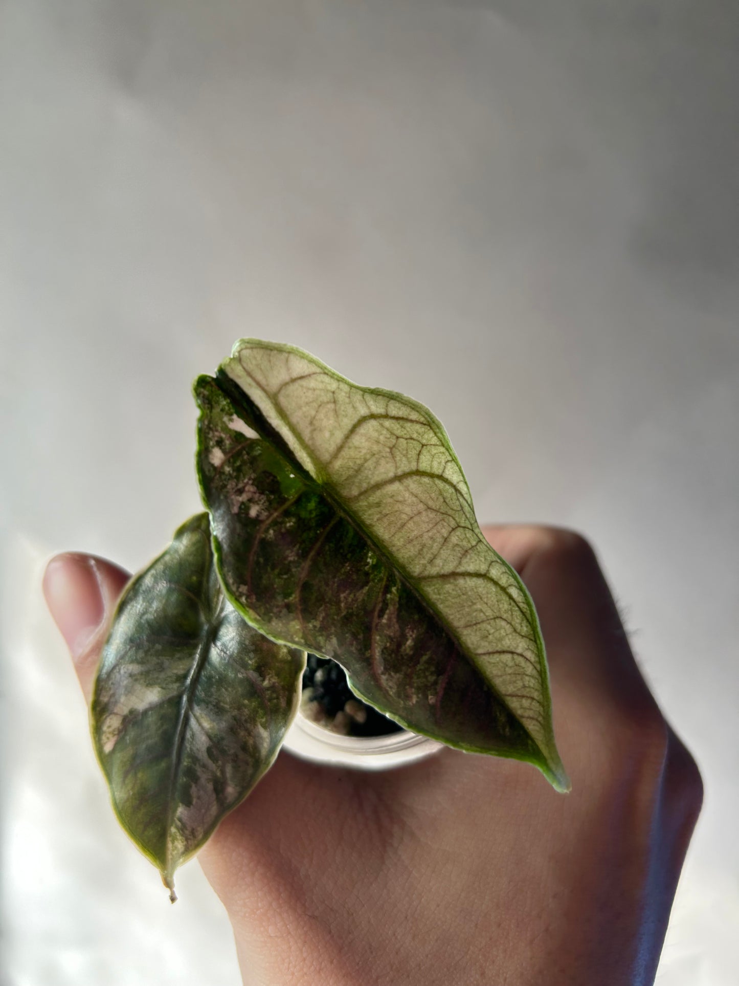 Alocasia Azlanii Pink