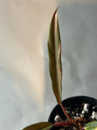 Philodendron Caramel Marble Variegated