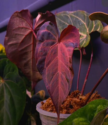 Pink Var Anthurium DH x RVC