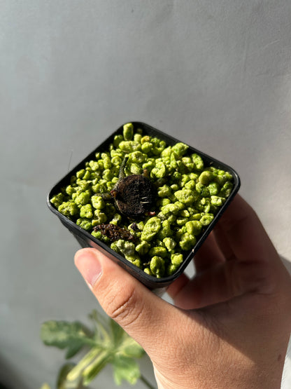 Anthurium Blood Moon (AUS Clone) Chunk with 2 growth