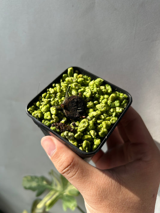 Anthurium Blood Moon (AUS Clone) Chunk with 2 growth