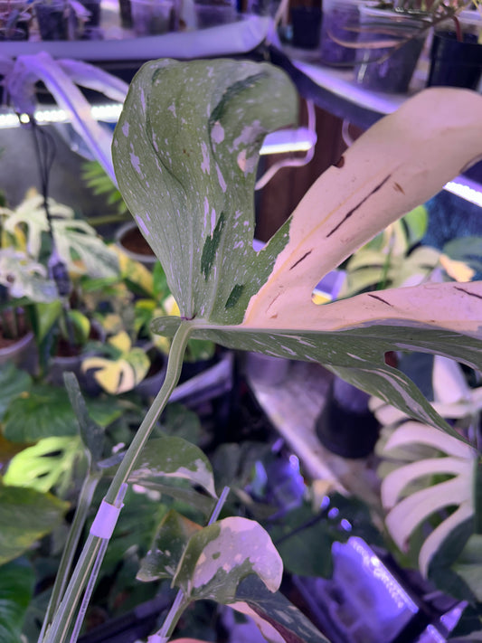 Monstera Medusa
