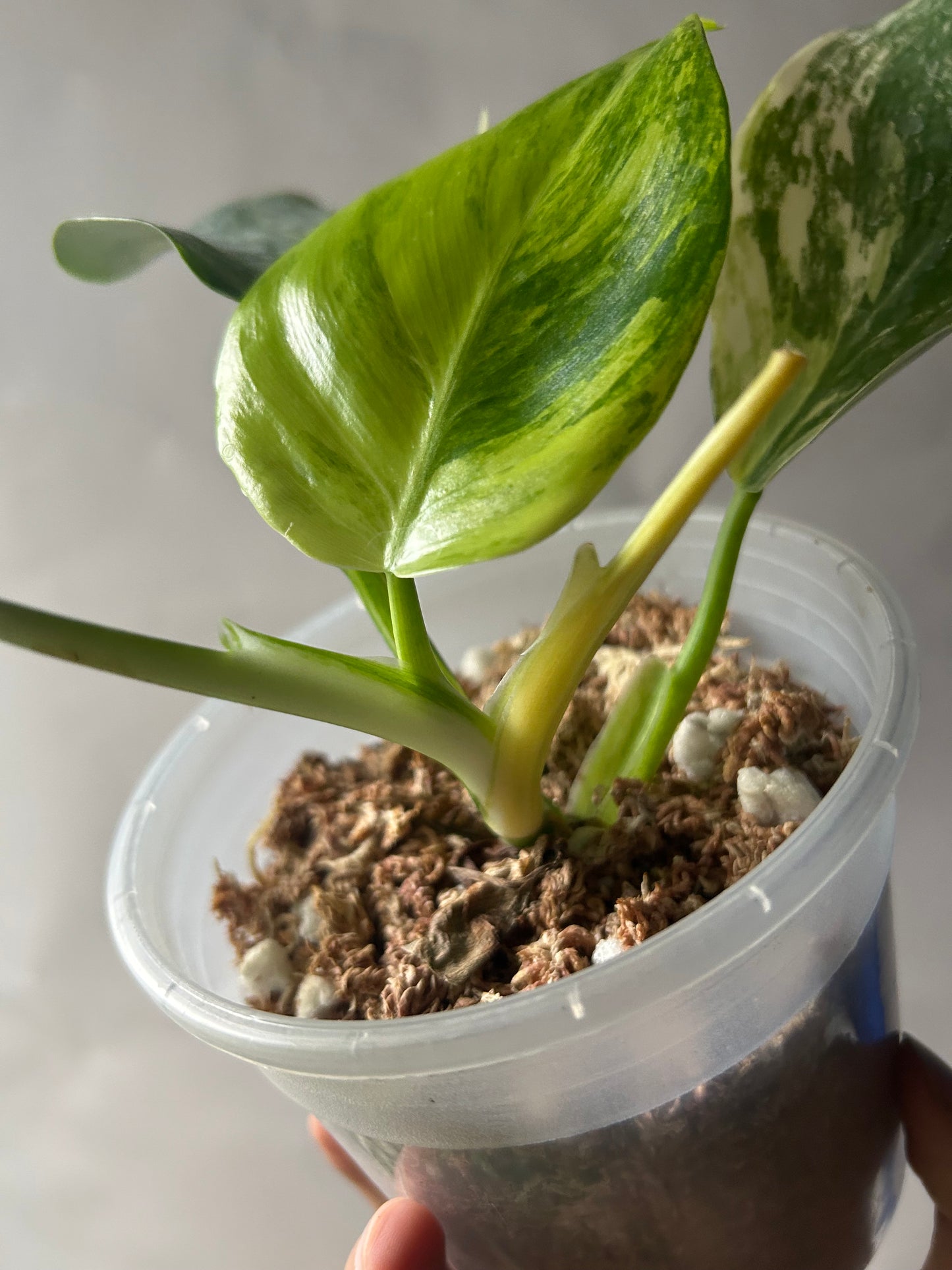 Philodendron White Wizard Tricolor (Aurea)