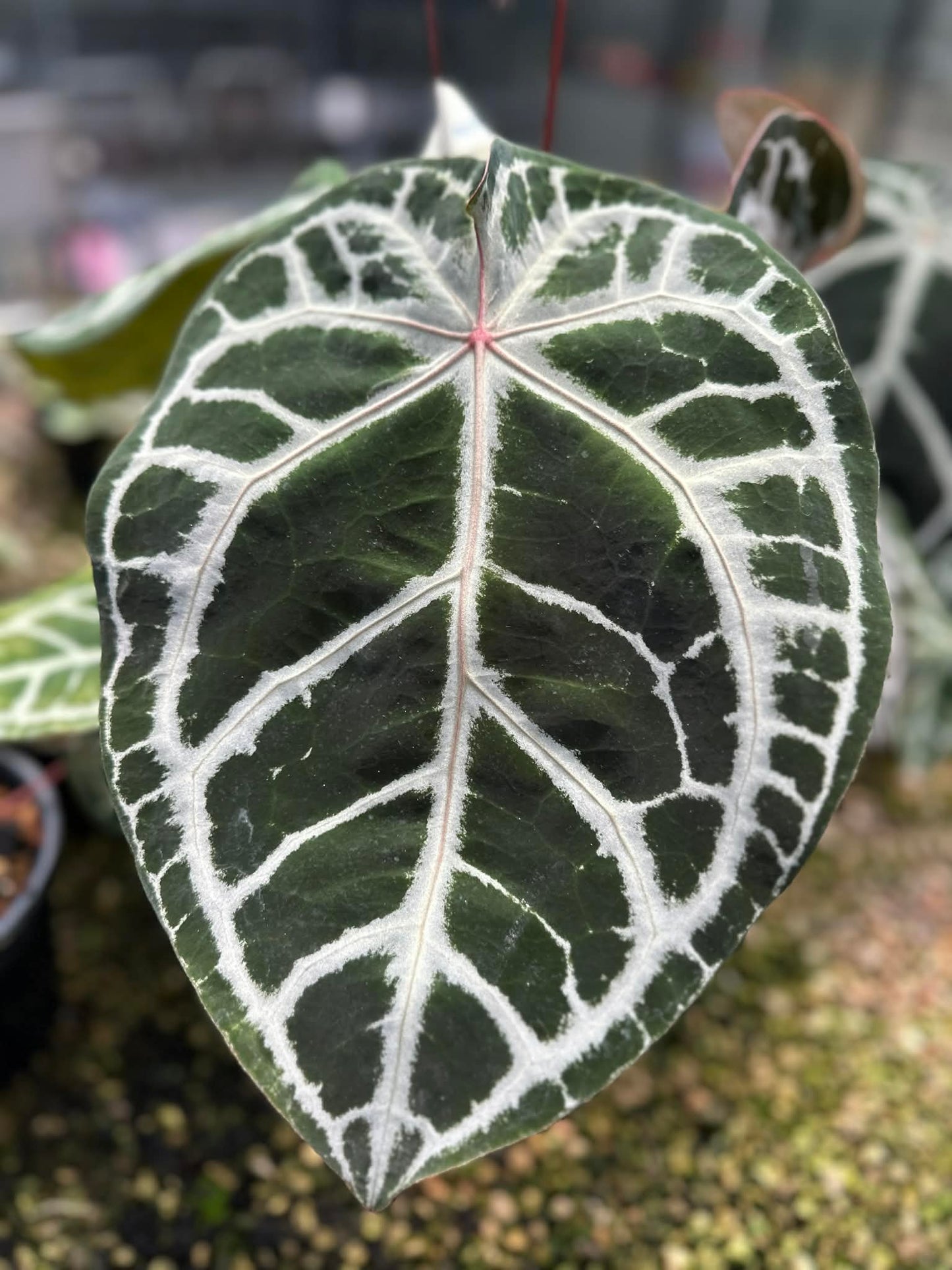 Anthurium Seed Set