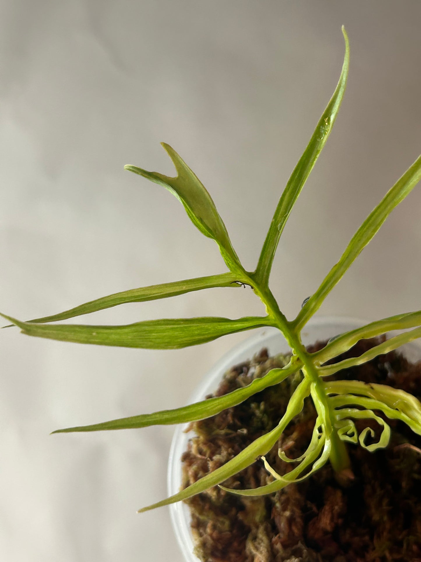 Philodendron Tortum Variegated Top Cut