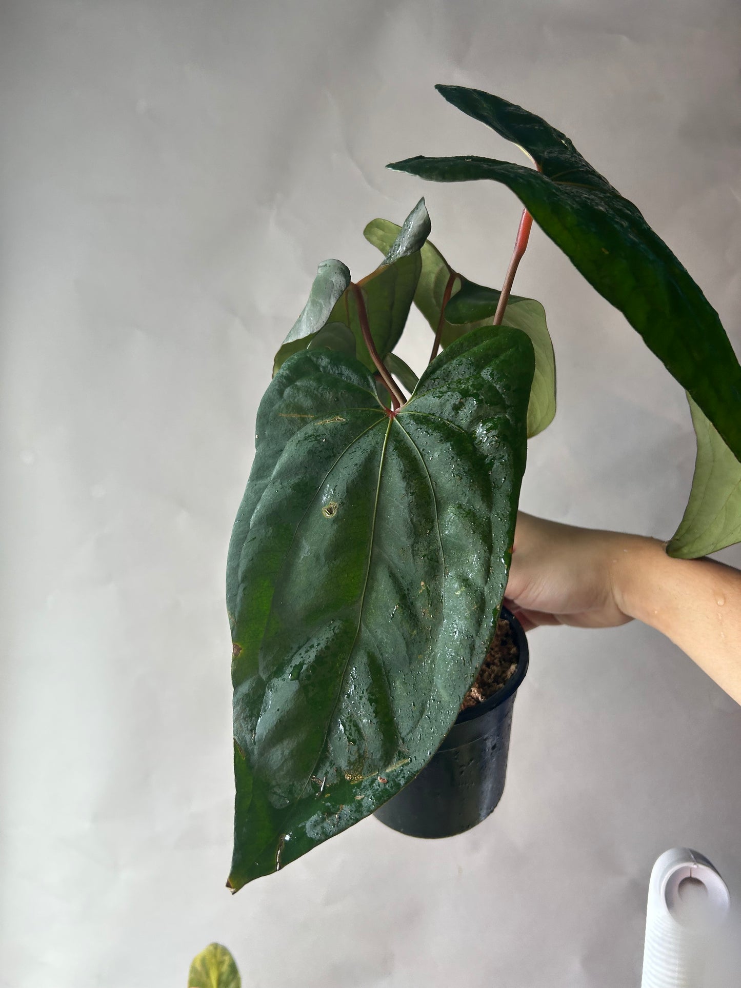 Anthurium RVDP x Portillae “Dorito”