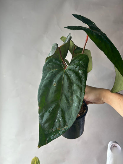 Anthurium RVDP x Portillae “Dorito”