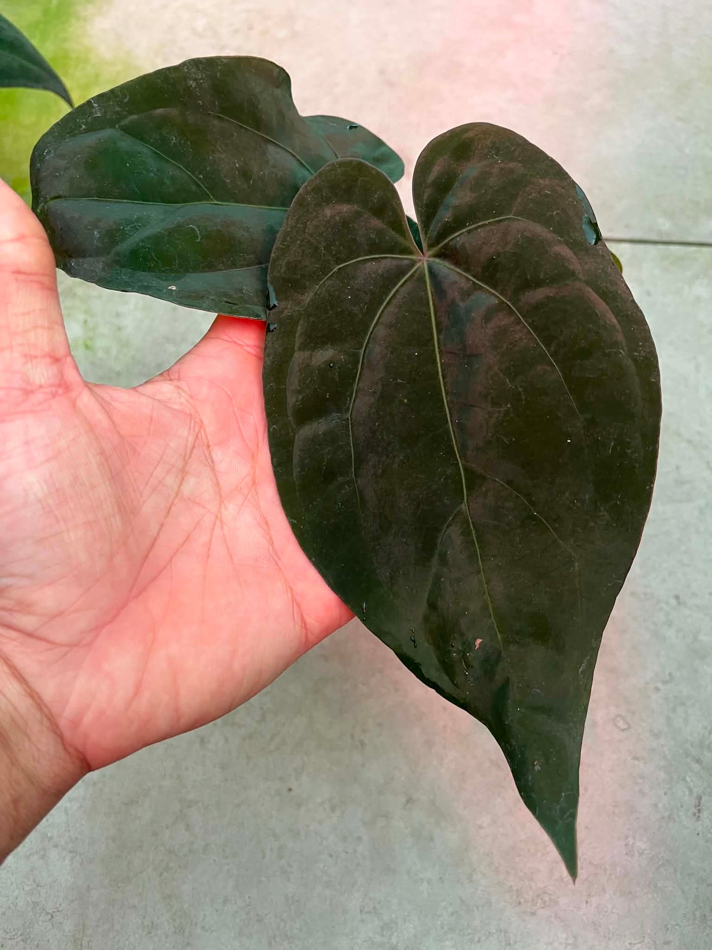 Anthurium AOS ‘Tezula’ x Dressleri by Han Kirok