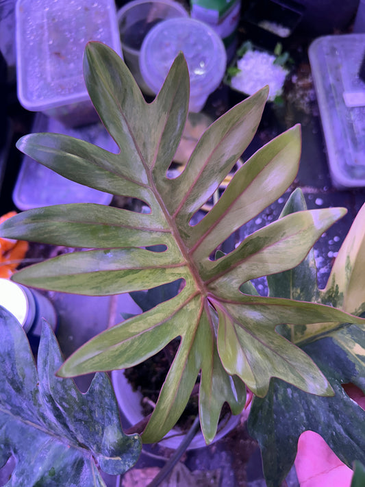 Philodendron Mayoi Variegated