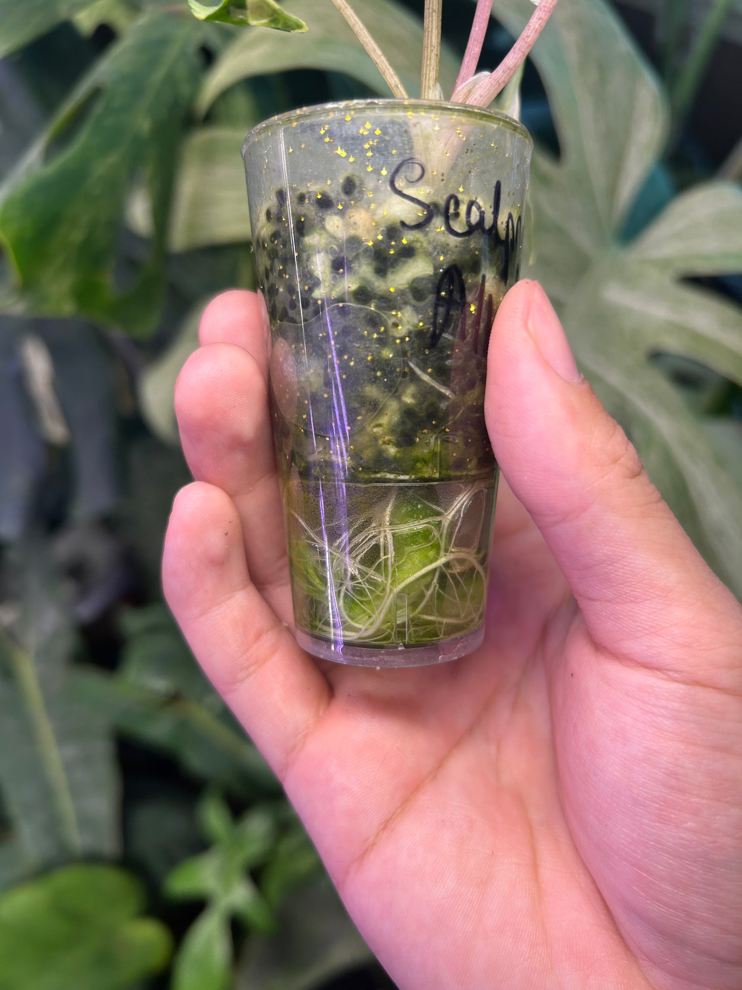 Alocasia Scalprum Albo Pink Vein ( Corm Grown)