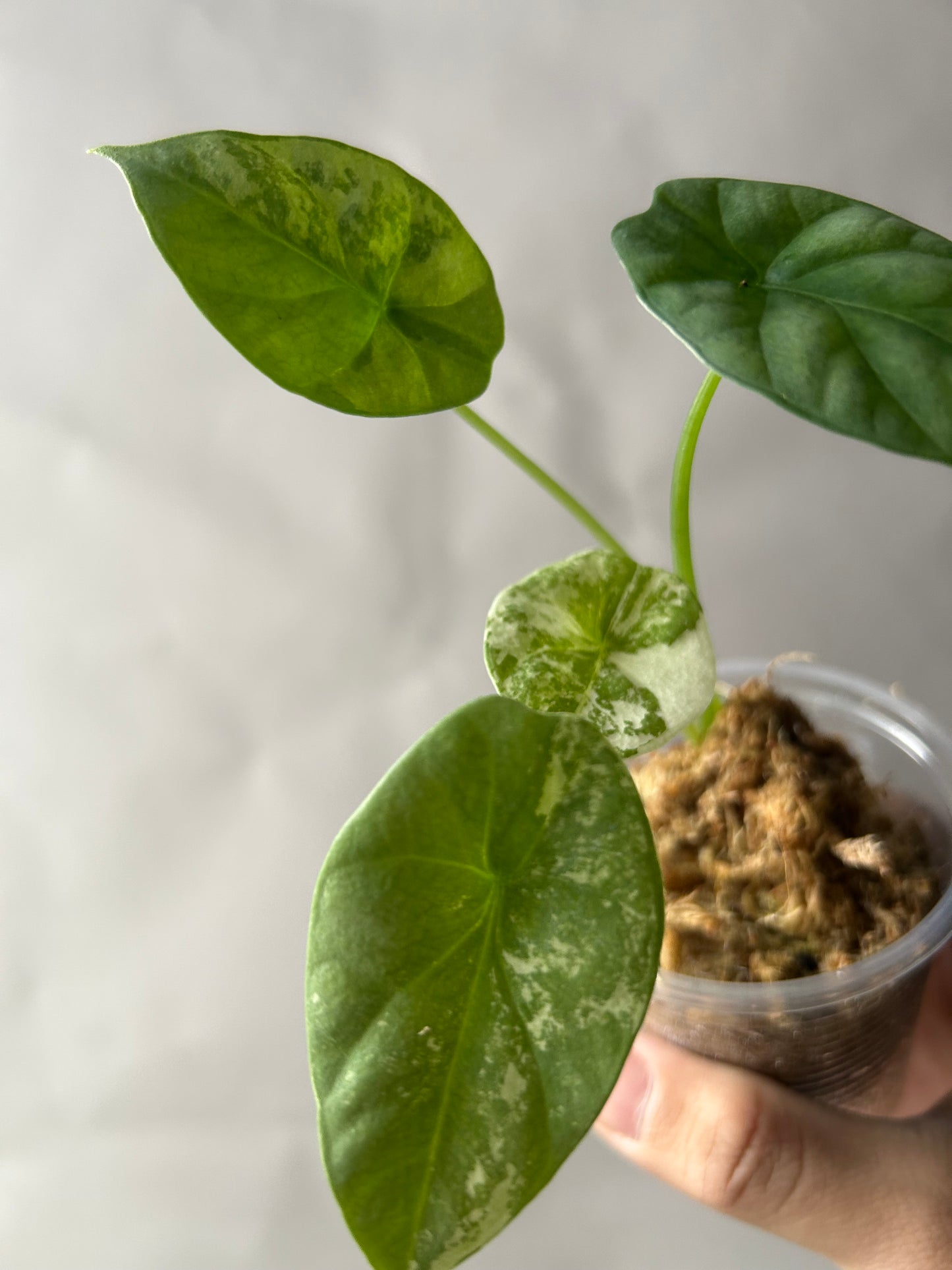Alocasia Sinuata Albo