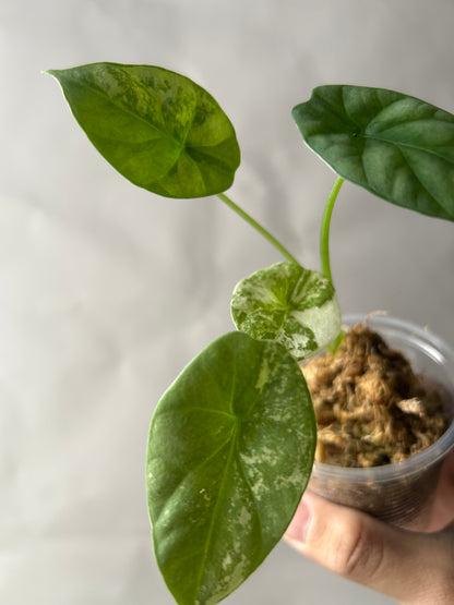 Alocasia Sinuata Albo