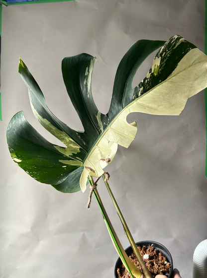 Monstera Deli x Bors Mint ( True Mint)