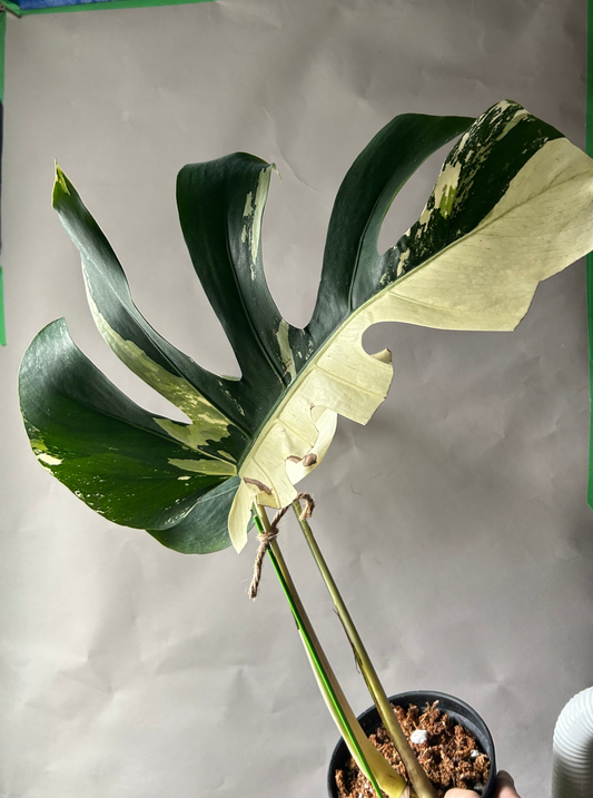 Monstera Deli x Bors Mint ( True Mint)