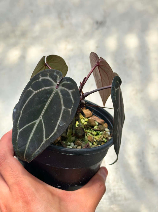 Selected - Anthurium ( Michelle x Michelle ) Docblock x Michelle Docblock by The Realm Of Leaf