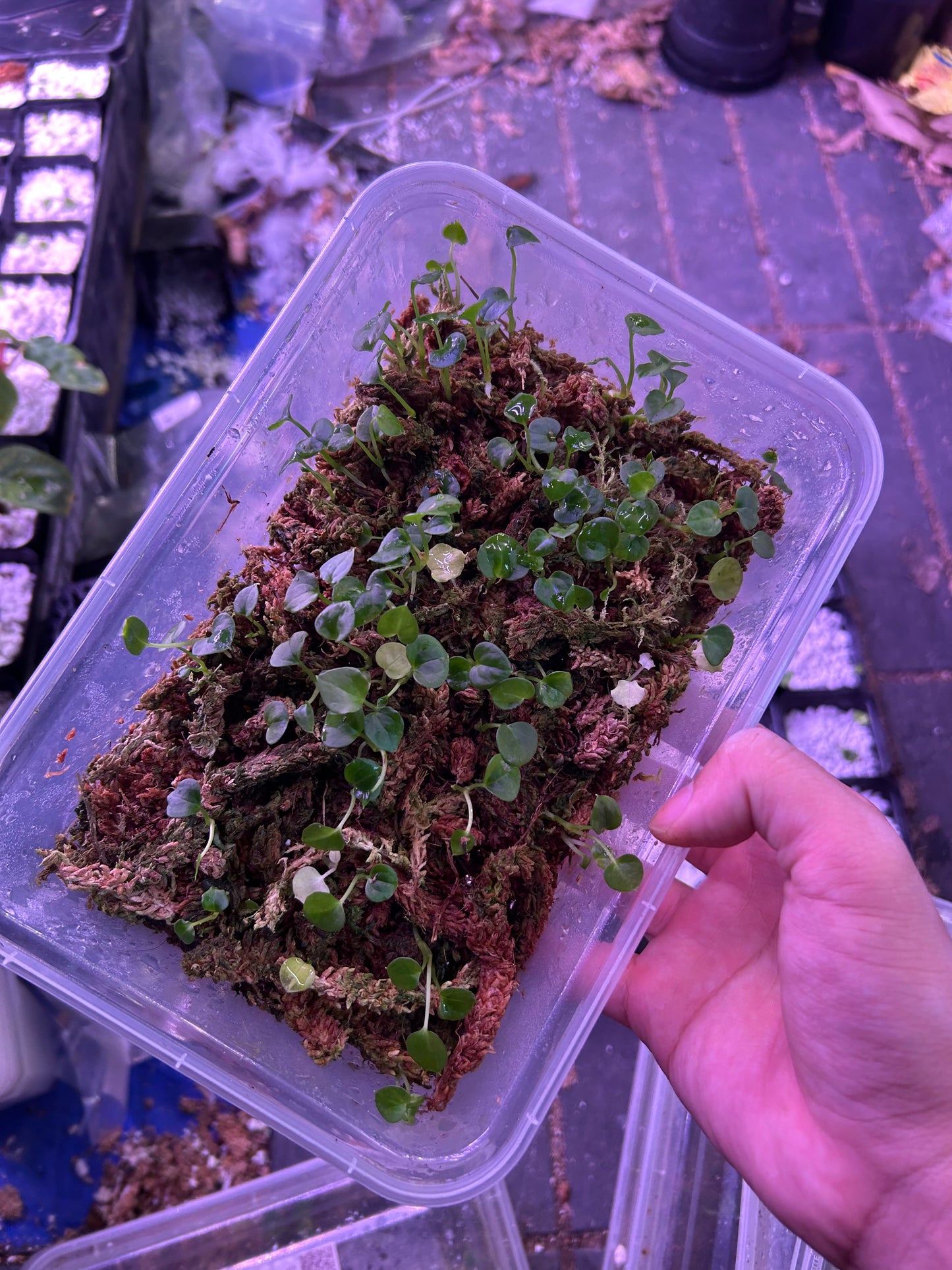 Non-Var Anthurium Seedlings ( 3 Seedlings )