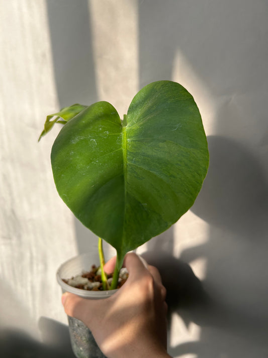 Monstera Deliciosa Green-on-Gree