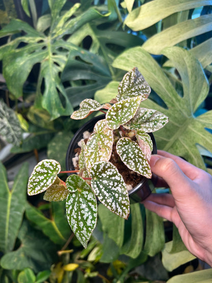 Begonia Snowcape Variegated