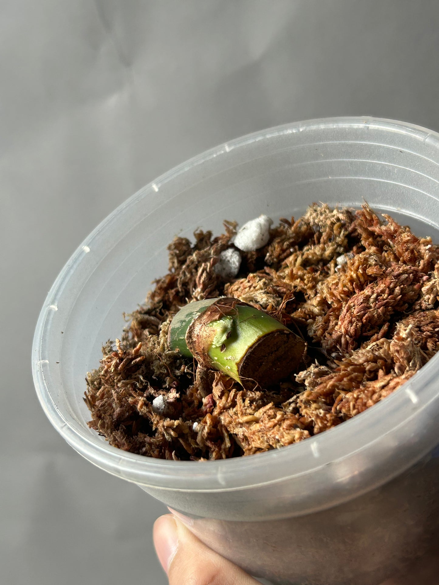 Philodendron Pastazanum Albo