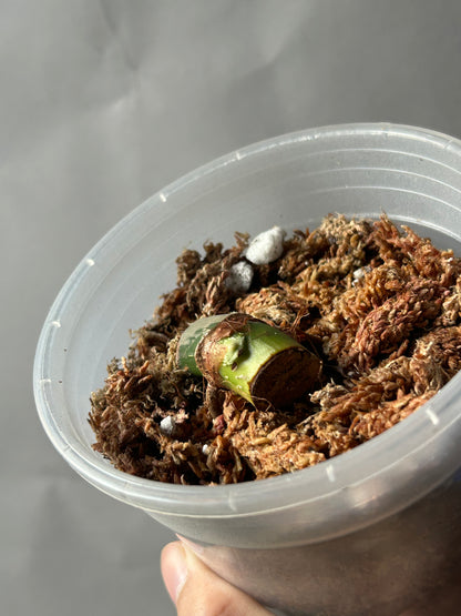 Philodendron Pastazanum Albo