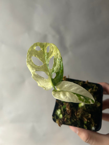 Monstera Adansonii Tricolor