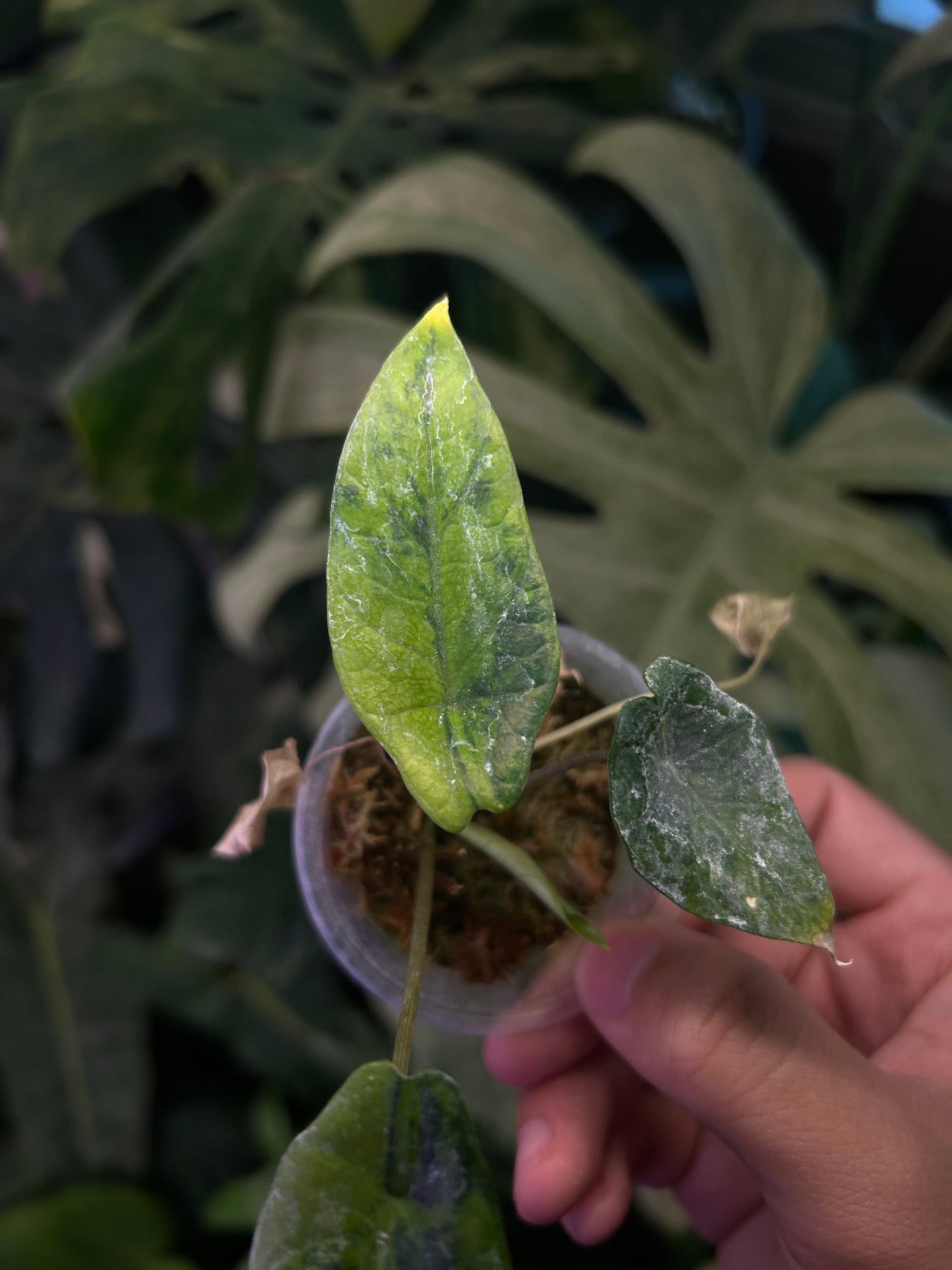 Alocasia Scalprum Aurea