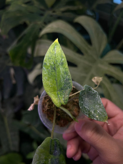 Alocasia Scalprum Aurea