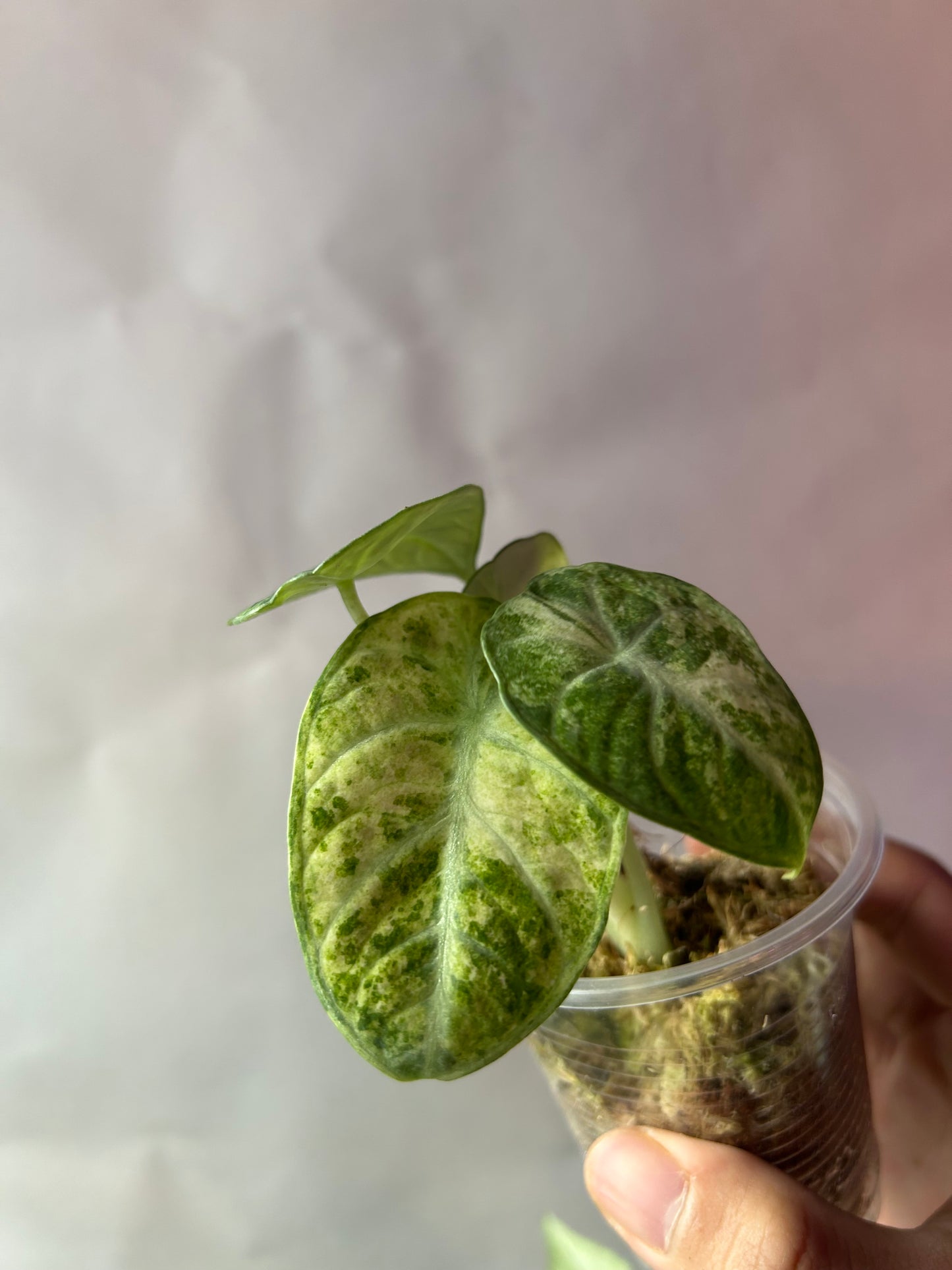 Alocasia Ninja Tricolor aka Splash