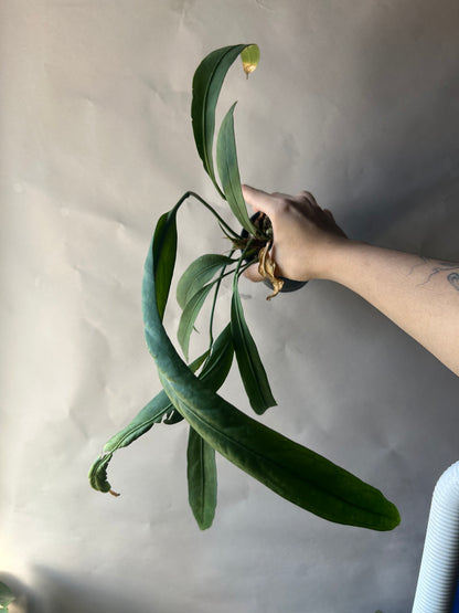 Anthurium Vittarifolium