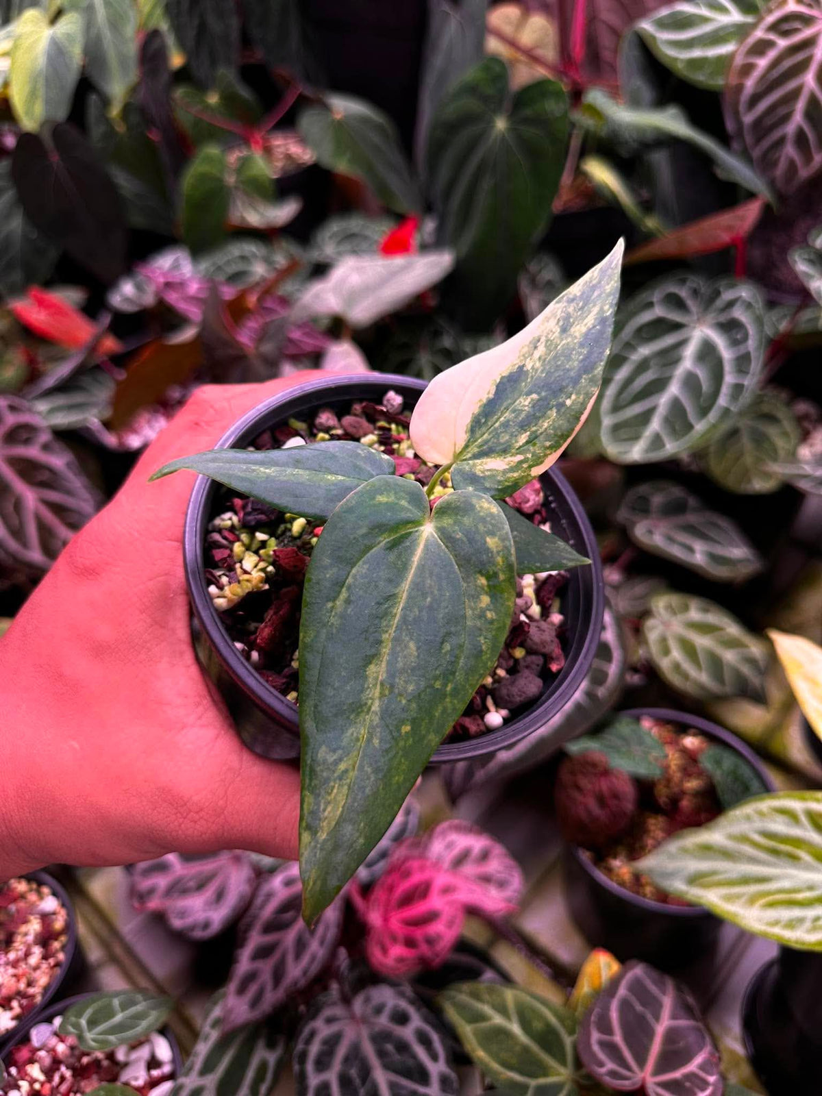 Anthurium (Papillilaminum Var x Dressleri) x BVEP ‘Tezula’ S1