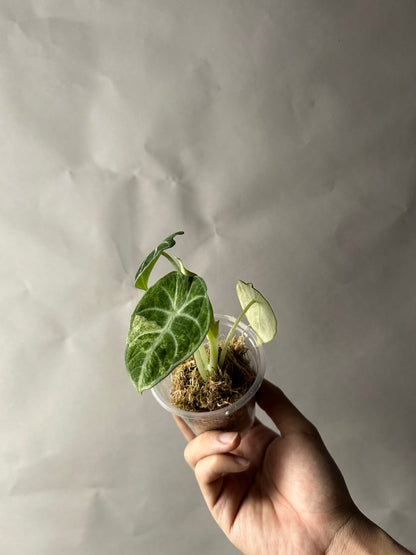 Alocasia Ninja Tricolor aka Splash