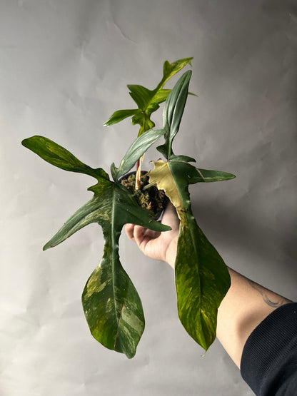 Philodendron Florida Beauty