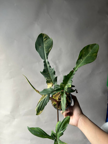 Philodendron Florida Beauty