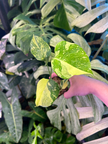 Monstera Deliciosa Electrolytes