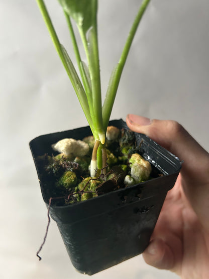 Monstera Adansonii Tricolor