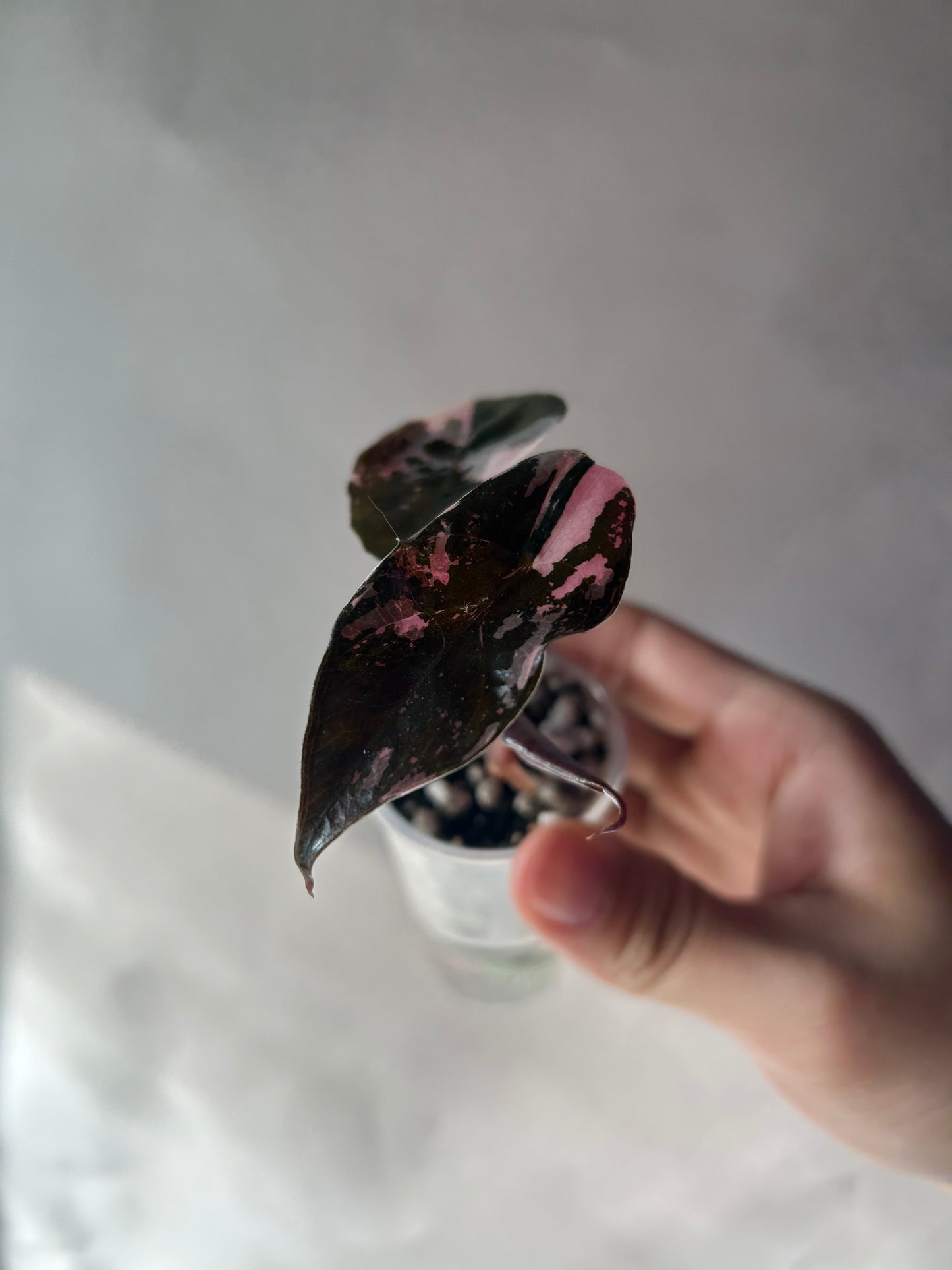 Alocasia Chantrieri Pink