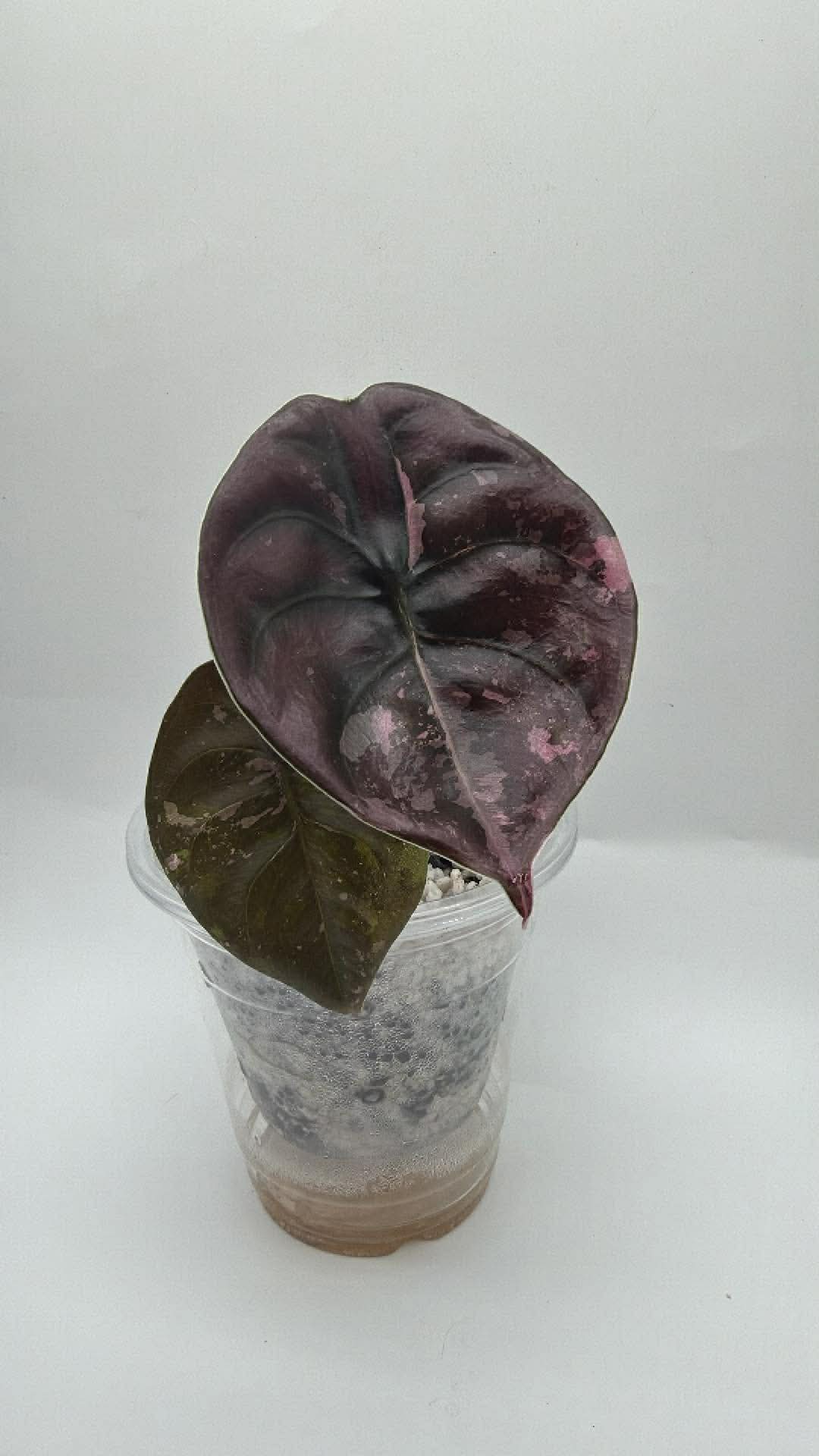Alocasia Cuprea True Pink ( Corm Grow )
