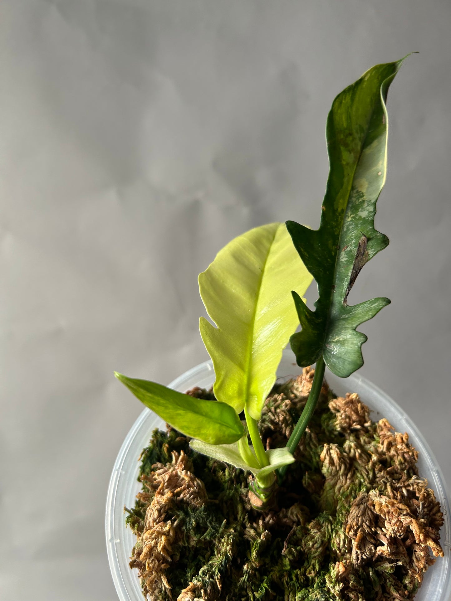 Philodendron Tortum x Florida Beauty