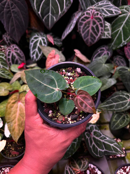 Anthurium (Carlablackie ‘District’ x Carlablackie RA8) S1