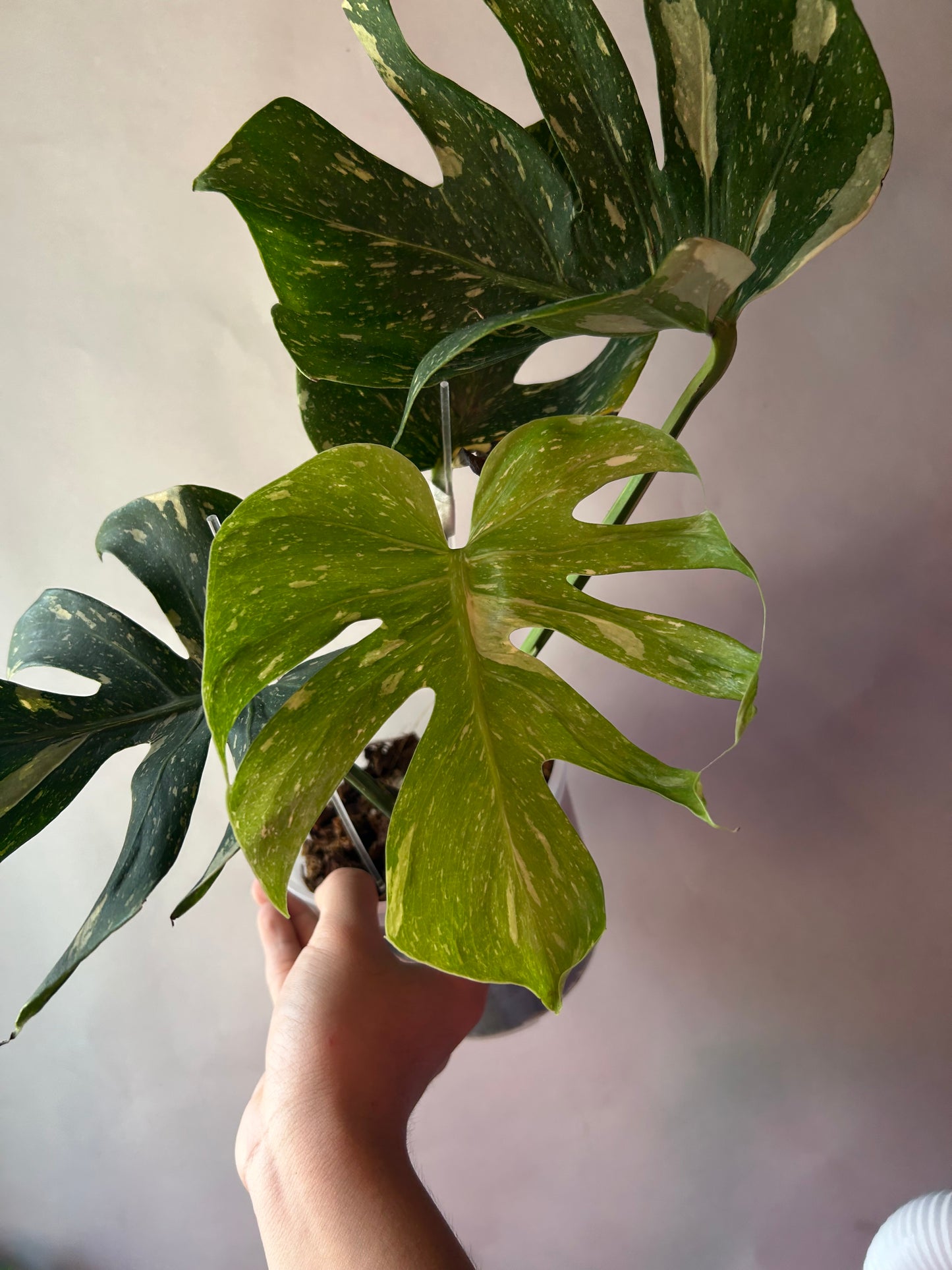 Monstera Medusa