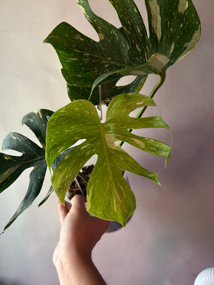 Monstera Medusa