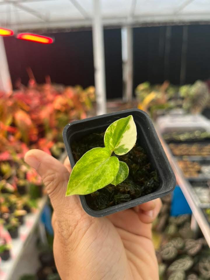 Variegated Anthurium Red Magnificum Var x (Docblock x RVDP) by Han Kirok