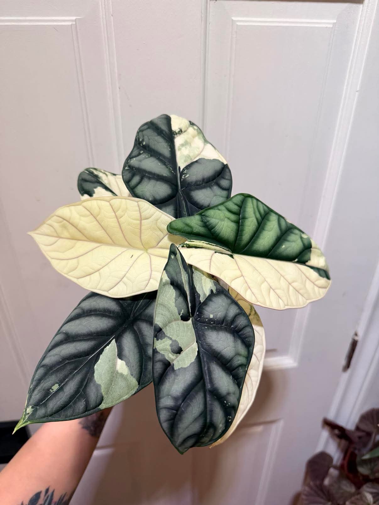 Alocasia Silver Dragon Albo