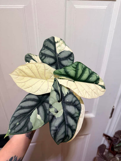 Alocasia Silver Dragon Albo