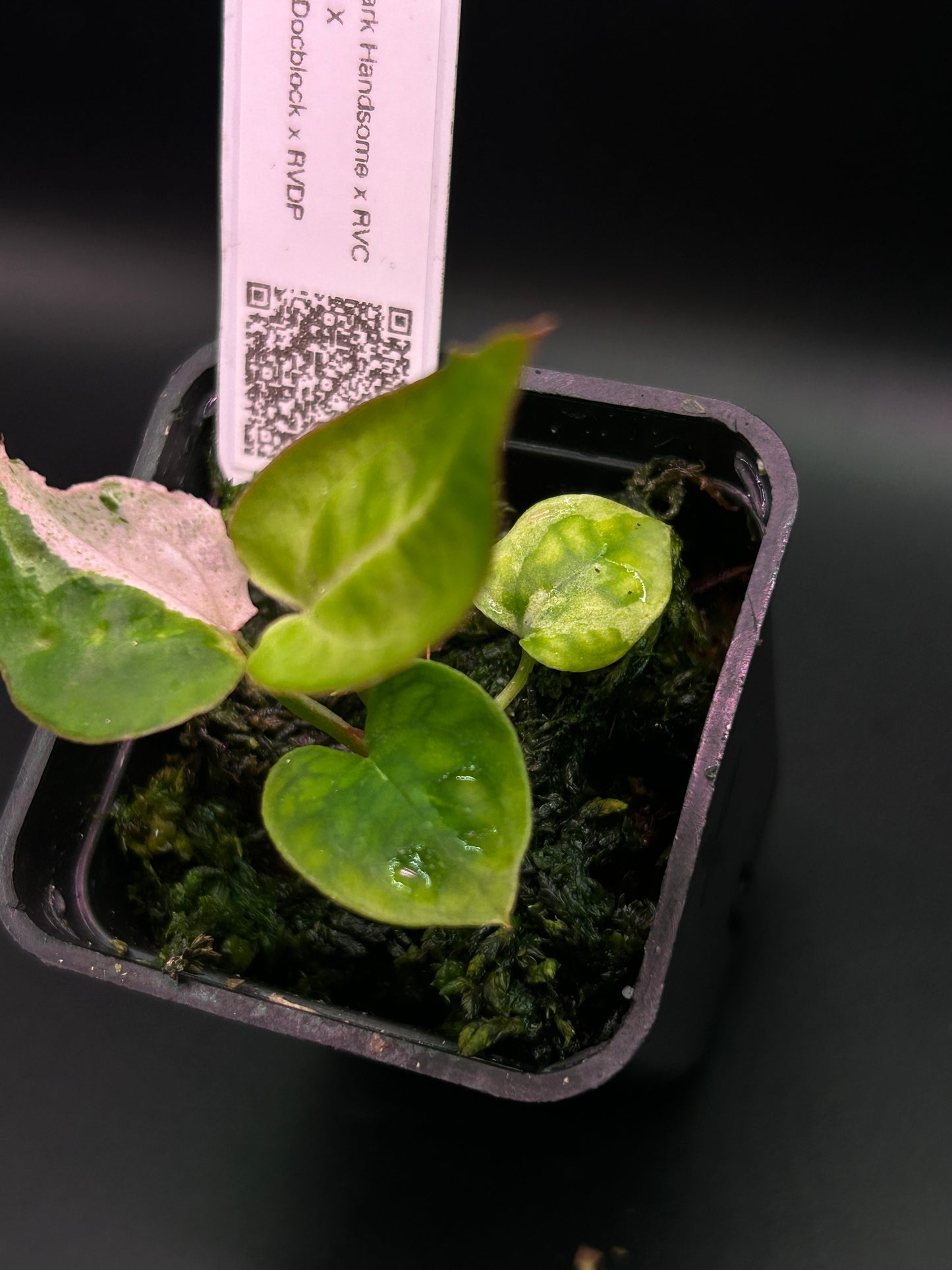 Pink Variegated Anthurium ( DH x RVC) x ( Docblock x RVDP)
