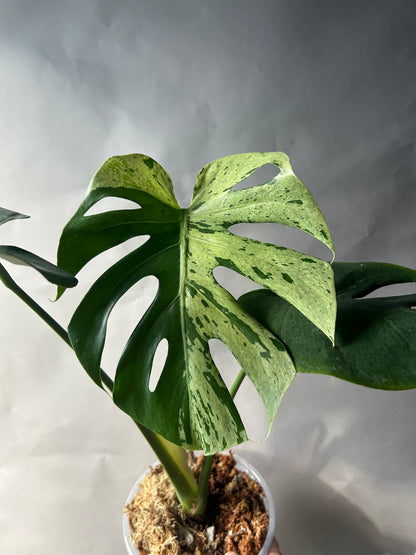 Monstera Vietciosa