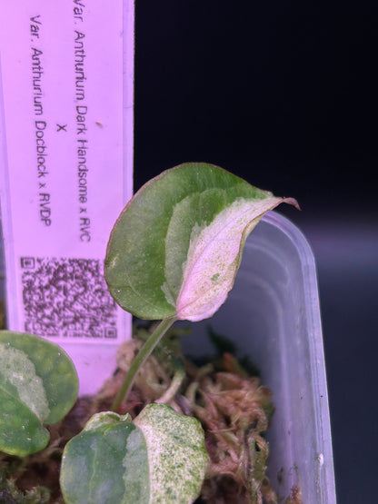 Anthurium ‘Mr. Patrick Star’ TN-002